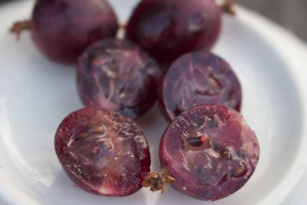 Stachelbeere Oksamit Fruchtfleisch rubinrot